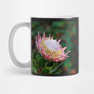 Magnificent Flowering King Protea Mug